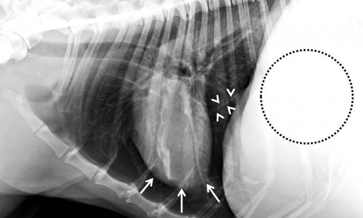 <p>Lebrel Afgano, hembra no castrada, 10 años. Radiografía lateral izquierda. Marcada ascitis, por fallo hepático por cirrosis. Marcada hipovolemia con imagen de microcardia. La silueta cardíaca ocupa 2 EIC, se encuentra elevada de su contacto esternal (flechas blancas), ocupado dicho espacio por tejido radiolúcido donde se identifican pequeños vasos pulmonares, por lo que no debe confundirse con neumotórax. Se trata de los lóbulos pulmonares. La vena cava caudal presenta un diámetro marcadamente reducido (cabezas de flecha) y los campos pulmonares se aprecian hiperlucentes (radiolúcidos) debido a un patrón pulmonar hipovascular. En el abdomen craneal incluido se observa un marcado aumento de la opacidad tejido blando, con pérdida del detalle de las serosas, debido a la presencia de ascitis (círculo punteado).</p>