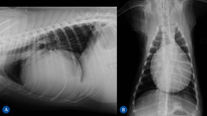 <p>Golden Retriever de 10 años. Hemopericardio y pericarditis reactiva. (<strong>A</strong>) Proyección lateral derecha. (<strong>B</strong>) Proyección ventrodorsal. Diagnosticado previamente de linfoma pericárdico T atípico, en tratamiento quimioterápico. Se puede diferenciar la efusión pericárdica de la cardiomegalia en que la efusión pericárdica ocasiona un engrosamiento globoso generalizado, con bordes lisos, redondeados y muy bien definidos, sin evidenciarse un engrosamiento de una cámara cardíaca en concreto. En esta paciente se observa una silueta cardíaca que ocupa más de 2/3 del ancho de la cavidad torácica en la Fig. 10B y más de un 80% en la Fig. 10A con un mayor eje craneocaudal, ocupando 4 EIC.</p>