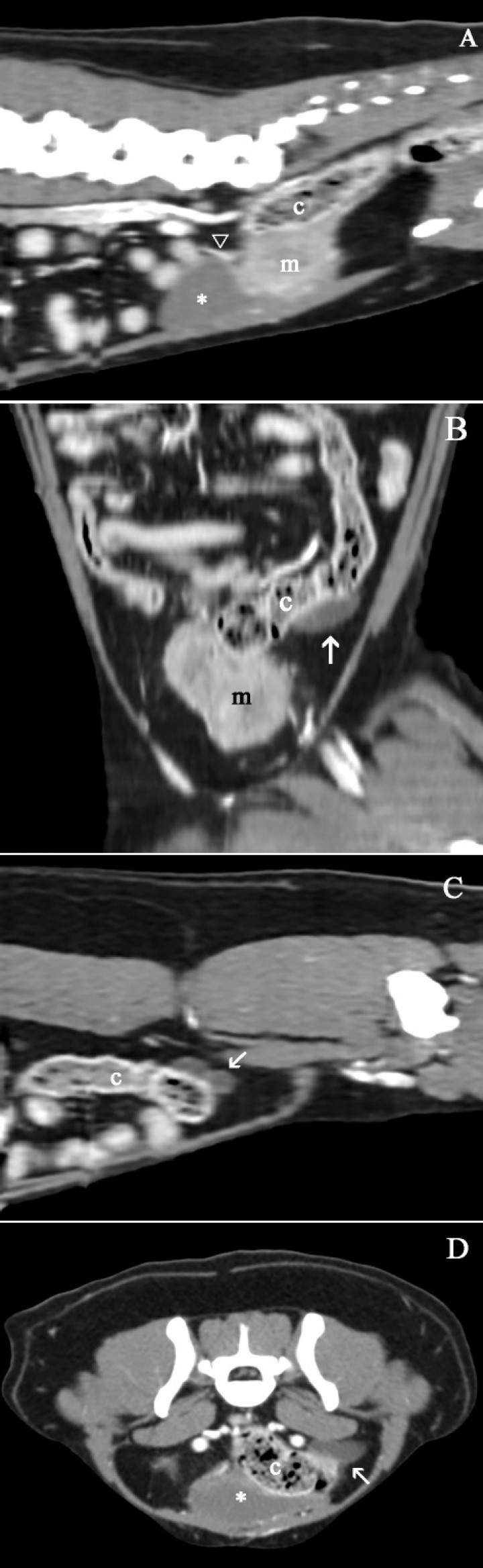 <p>mágenes de tomografía computarizada en ventana de tejido blando y post-contraste inmediato: (<strong>A</strong>) Corte sagital. (<strong>B</strong>) Corte dorsal oblicuo. (<strong>C</strong>) Corte parasagital. (<strong>D</strong>) Corte transversal. Se visualiza la masa (m) caudal a la vejiga de la orina (asterisco) y ventral al colon descendente (c) con una captación de contraste ligeramente heterogénea. El uréter izquierdo se visualiza dilatado, con un trayecto tortuoso (flechas blancas) e íntimamente relacionado al colon descendente (c). El uréter derecho se visualiza íntimamente relacionado con la masa en su inserción en la vejiga de la orina, presentando un tamaño normal (cabeza de flecha blanca).</p>
