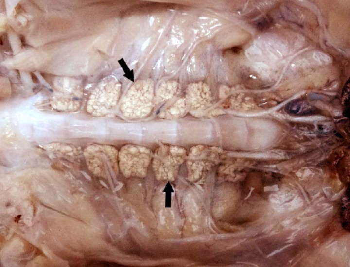 <p>Columna vertebral; rana toro africana (<em>Pyxicephalus adspersus</em>). Presencia de depósitos blanquecinos de calcio normales (flechas) en los senos endolinfáticos paravertebrales. Espécimen fijado en formol.</p>