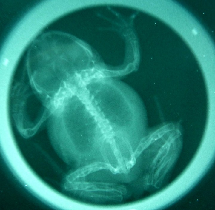 <p>Radiografía dorsoventral; sapillo balear (<em>Alytes muletensis</em>). Se observa enfermedad ósea metabólica avanzada, con arqueamiento de huesos largos, que muestran unas corticales primarias irregulares, proliferación de tejido radiodenso y radiolúcido a nivel perióstico y en la cavidad medular de los huesos afectados; estas alteraciones radiológicas son particularmente obvias en las extremidades posteriores.</p>