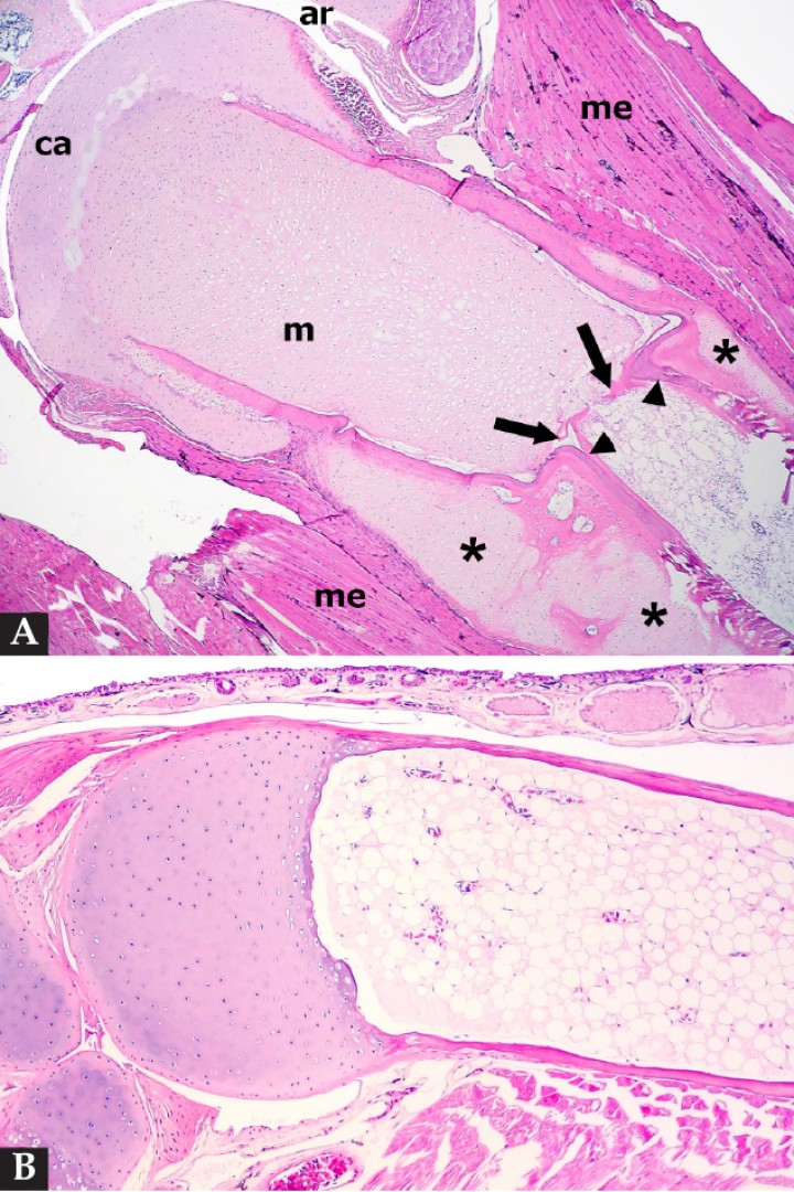 <p>(<strong>A</strong>) Hueso largo; sapito minero (<em>Dendrobates leucomelas</em>). Se observa retención del cartílago metafisario (m) que se extiende excesivamente hacia la diáfisis del hueso con formación de amplios focos de metaplasia condroide de la corteza primaria (asteriscos), la cual muestra una zona de estrangulamiento (cabezas de flecha) justo caudal al cartílago retenido de la metáfisis con formación de una espícula transversal delgada de hueso a ese nivel (flechas). ca: cartílago articular (epífisis proximal); ar: articulación; m: metáfisis; me: músculo esquelético. Hematoxilina-eosina, x40. (<strong>B</strong>) Hueso largo; sapillo balear (<em>Alytes muletensis</em>). Hueso normal para comparación. Hematoxilina-eosina, x120.</p>