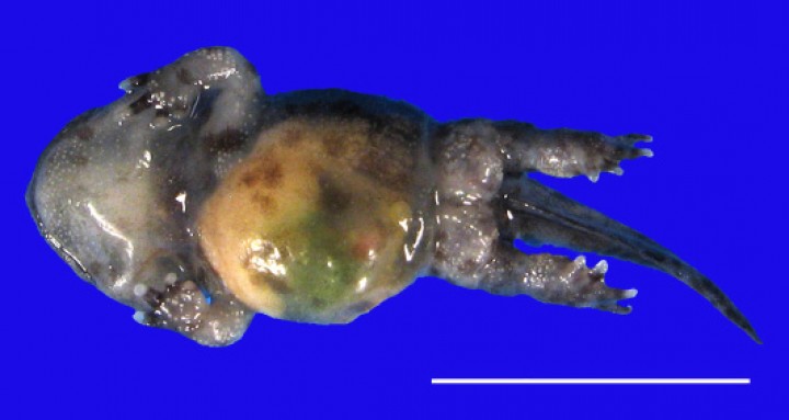 <p>Sapillo de vientre de fuego oriental (<em>Bombina orientalis</em>). Se observa dilatación prominente de la cavidad celómica (debida a impactación intestinal por arena). Barra: 1 cm.</p>