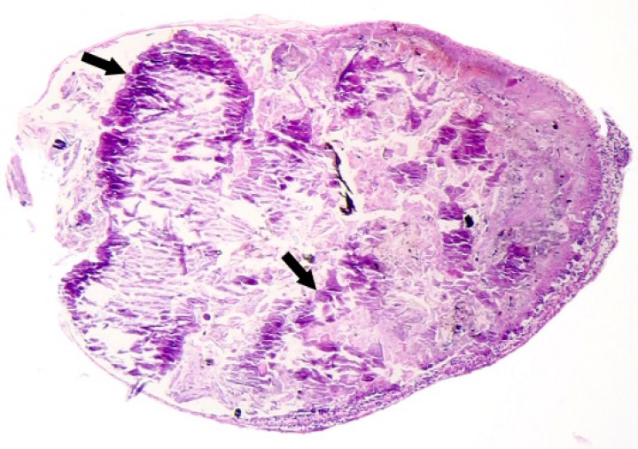 <p>Sapillo de vientre de fuego oriental (<em>Bombina orientalis</em>). Sección de intestino marcadamente dilatado por la presencia de abundantes concreciones minerales (flechas) interpretadas como arena. Hematoxilina-eosina, x44.</p>
