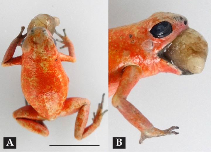 <p>Rana de punta de flecha roja (<em>Oophaga pumilio</em>). (<strong>A</strong>) Vista dorsal. (<strong>B</strong>) Vista lateral. Se observa prolapso del estómago dilatado a través de la cavidad oral. Barra: 1 cm.</p>