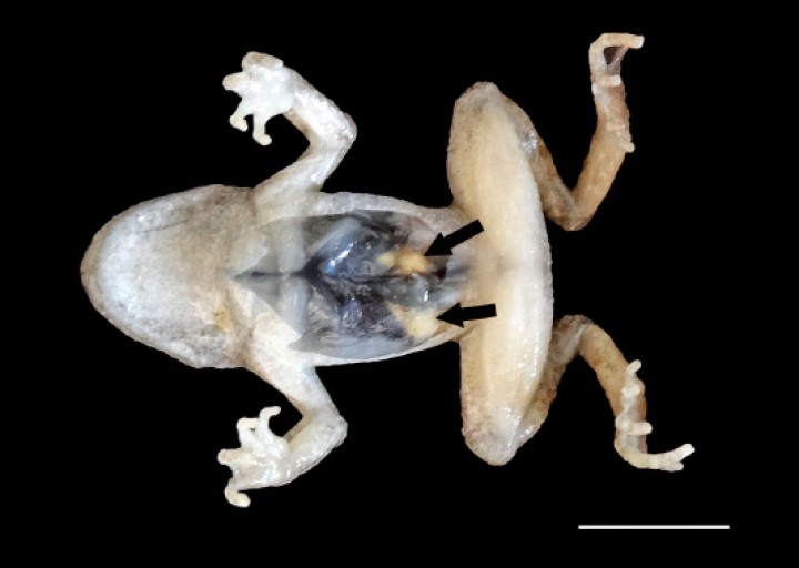 <p>Sapillo balear (<em>Alytes muletensis</em>). Los riñones contienen masas amarillentas-blanquecinas correspondientes a adenomatosis renal (flechas). Paciente fijado en formol. Barra: 1 cm.</p>