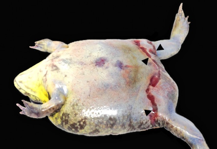 <p>Rana toro (<em>Lithobates cathesbeianus</em>). Se aprecia anasarca (edema subcutáneo generalizado) intensa y zonas lineares de ulceración cutánea grave (cabezas de flecha) en la región inguinal.</p>