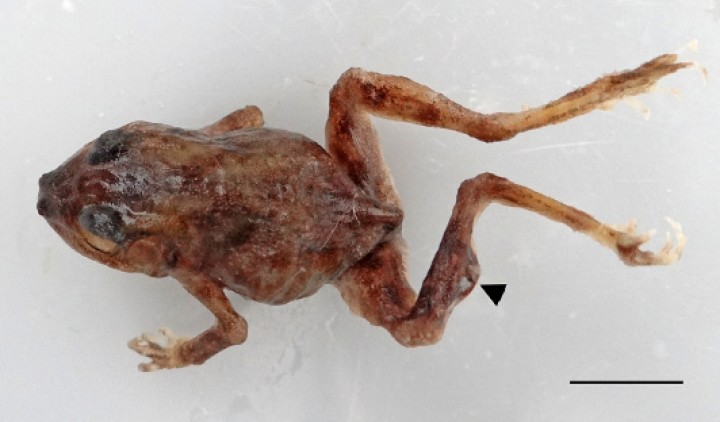 <p>Sapillo balear (<em>Alytes muletensis</em>). Muestra dilatación prominente de la cavidad celómica y engrosamiento de los tejidos blandos de las extremidades posteriores, particularmente la izquierda; a nivel tibial diafisario se distingue una zona elevada oscura (correspondiente histológicamente a necrosis muscular y cutánea asociada a embolismo de bilis en el seno subcutáneo) (cabeza de flecha). Barra: 1 cm.</p>