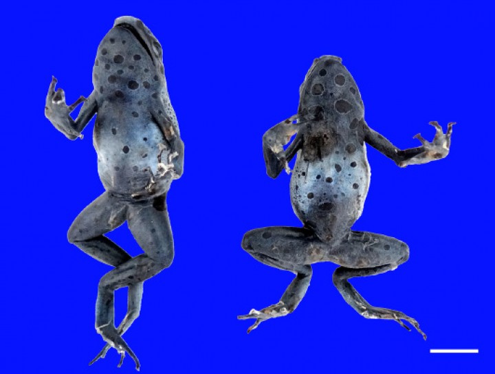 <p>Ranas flecha azul (<em>Dendrobates azureus</em>). El paciente de la izquierda muestra obesidad (particularmente visible en la región submandibular) en comparación con la rana de la derecha. Barra: 1 cm.</p>