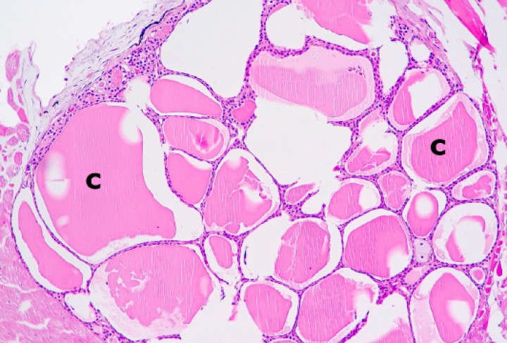 <p>Tiroides; sapillo balear (<em>Alytes muletensis</em>). Los folículos tiroideos están dilatados por excesivo coloide (c) y revestidos por un epitelio simple plano (bocio coloidal). Hematoxilina-eosina, x120.</p>