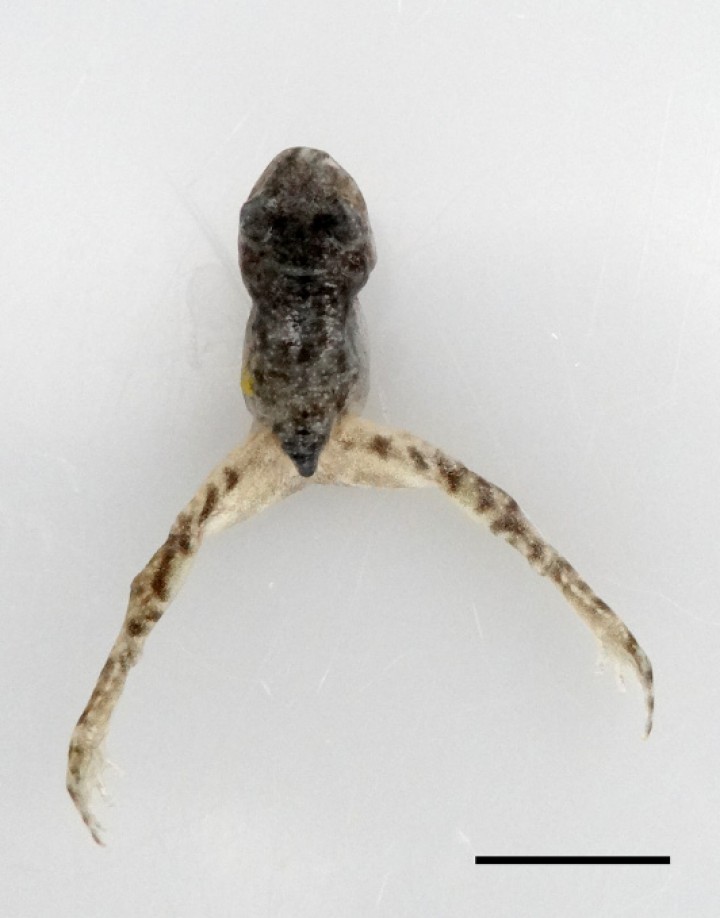 <p>Sapillo balear (<em>Alytes muletensis</em>). Se aprecia ausencia de ambas extremidades anteriores (amelia). Barra: 1 cm.</p>