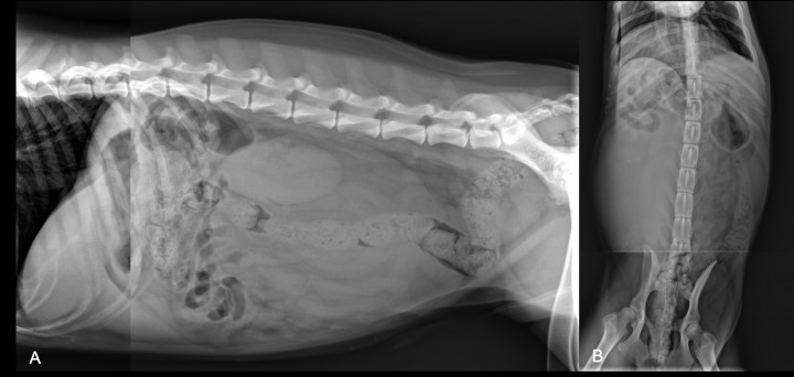 <p>Radiografías del abdomen tomadas en dos secciones (debido al gran tamaño del animal). (<strong>A</strong>) Proyección lateral derecha. (<strong>B</strong>) Proyección ventrodorsal.</p>