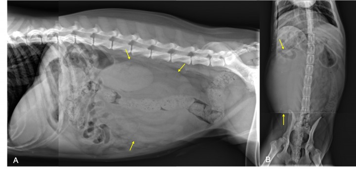 <div class=\"Basic-Text-Frame\">
<p>Mismas radiografías de la Figura 1. Se observa una lesión retroperitoneal de opacidad tejido blando (flechas amarillas) que provoca efecto masa y desplazamiento del paquete intestinal craneoventralmente y a la izquierda.</p>
</div>