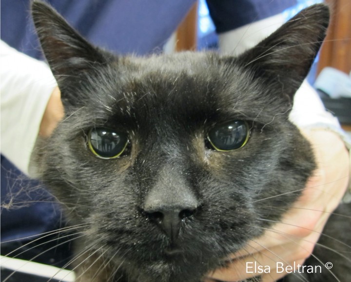 <p>Gato común europeo de 11 años de edad con 5-7 días de ceguera bilateral. La imagen muestra midriasis bilateral, lo que acompañado de una ceguera bilateral puede ser debido a una lesión bilateral de retina, bilateral de nervios ópticos (nervio craneal (NC) II) o a nivel del quiasma óptico. El nervio óptico es parte de la vía visual (involucrada en la percepción visual sensorial), el componente aferente de la respuesta a la amenaza y del reflejo de luz pupilar (PLR). Las lesiones del nervio óptico pueden manifestarse como pérdida parcial o completa de la visión y/o pupilas dilatadas y que no responden a un estímulo luminoso (Elsa Beltran<sup>©</sup>).</p>