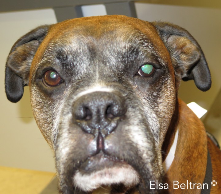 <p>Bóxer de 9 años de edad, con midriasis, ptosis del párpado superior y estrabismo neuromuscular (dorsolateral) en el ojo izquierdo. Esto podría deberse a una neuropatía del nervio oculomotor (nervio craneal (NC) III). Este nervio proporciona inervación motora a los músculos extraoculares rectos (dorsal, ventral y medial), al oblicuo ventral y al músculo <em>levator palpebrae superioris</em>, así como inervación parasimpática para la contracción de la pupila. La función del NC III puede evaluarse observando la posición y los movimientos de los ojos en reposo, y moviendo la cabeza de lado a lado (reflejo vestíbulo-ocular). La función parasimpática puede examinarse mediante la realización del reflejo pupilar a la luz. Las lesiones del nervio oculomotor dan lugar a un estrabismo dorsolateral estático y a una incapacidad para rotar el ojo dorsal, ventral o medialmente durante la prueba del reflejo vestíbulo-ocular (oftalmoplejía externa). Estos signos también pueden estar asociados con una pupila dilatada que no responde (denominada oftalmoplejía interna) y/o estrechamiento de la fisura palpebral (ptosis del párpado superior) (Elsa Beltran<sup>©</sup>).</p>