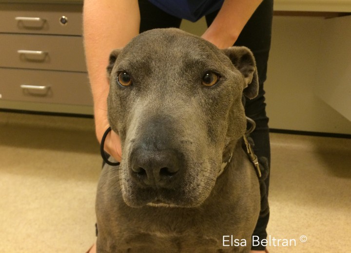 <p>Staffordshire bull terrier de 9 años de edad, con asimetría facial y atrofia muscular afectando el músculo temporal y el músculo masetero izquierdos. Esto podría deberse a una disfunción ipsilateral (izquierda) de la rama mandibular del nervio trigémino (NC V). El NC V proporciona inervación sensorial de la cara (así como de la córnea, mucosa del tabique nasal y mucosa oral) e inervación motora de los músculos masticatorios (<em>temporalis</em>, masetero, pterigoideo medial y lateral y parte rostral del músculo digástrico). El NC V consta de tres ramas: oftálmica, maxilar y mandibular. Las ramas oftálmica y maxilar tienen solo una función sensorial, mientras que la rama mandibular tiene función motora y sensorial. La función motora de esta rama se evalúa por el tamaño y la simetría de los músculos masticatorios y probando la resistencia de la mandíbula a la apertura de la boca. La afectación unilateral de la parte motora del NC V provoca atrofia muscular masticatoria ipsilateral y disminución del tono de la mandíbula. La enoftalmía y la protrusión del tercer párpado podría también observarse en el ojo ipsilateral (retracción pasiva del globo ocular debido a la pérdida de la masa muscular temporal), así como acúmulo de material en el oído medio por disfunción de la trompa de Eustaquio secundaria a la denervación muscular <em>tensor veli palatini</em> (Elsa Beltran<sup>©</sup>).</p>