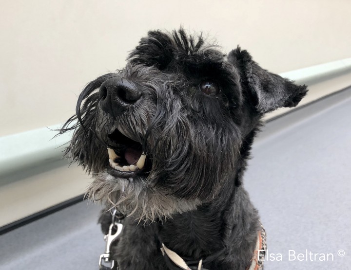 <p>Schnauzer de 9 años de edad, con presencia aguda de mandíbula caída. Esto podría deberse a una disfunción bilateral de la rama mandibular del trigémino (NC V). La afectación bilateral de las ramas motoras da como resultado una mandíbula caída y una incapacidad para cerrar la boca voluntariamente que se asocia con varios grados de atrofia de los músculos de la masticación dependiendo de la duración de los signos (Elsa Beltran<sup>©</sup>).</p>