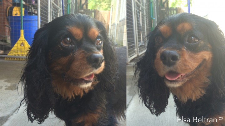 <p>Cavalier King Charles spaniel de 4 años de edad con caída del labio derecho y ensanchamiento de la fisura palpebral derecha, lo cual puede estar causado por una neuropatía del nervio facial (derecho). El nervio facial (NC VII) proporciona función motora a los músculos de la expresión facial y función sensorial (visceral) a los dos tercios rostrales de la lengua y el paladar. El componente parasimpático inerva las glándulas lagrimales, las glándulas de la mucosa nasal, la mucosa palatina y las glándulas salivales mandibulares y sublinguales. El nervio facial recorre el oído medio antes de ramificarse a los músculos de la expresión facial (oído, párpados, nariz, mejillas, labios) y la porción caudal del músculo digástrico (Elsa Beltran<sup>©</sup>).</p>