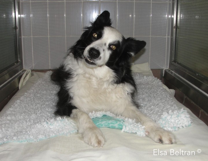 <p>Border collie de 7 años de edad con ladeo de la cabeza a la izquierda. Esta postura anormal de la cabeza se caracteriza por una rotación del plano mediano de la cabeza a lo largo del eje del cuerpo (una oreja se mantiene más baja que la otra). Una inclinación de la cabeza a menudo indica una disfunción vestibular que afecta al sistema vestibular periférico o central. La cabeza generalmente está inclinada hacia el mismo lado que la lesión. Las lesiones que afectan a la porción cerebelosa del sistema vestibular (pedúnculo cerebeloso caudal o lóbulo floculonodular) pueden causar un síndrome vestibular central con signos vestibulares paradójicos (es decir, inclinación paradójica de la cabeza, cabeza inclinada hacia el lado contralateral de la lesión). Las lesiones talámicas paramedianas también pueden provocar una inclinación contralateral de la cabeza. El nervio vestibulococlear (NC VIII) es responsable de la audición y función vestibular. El sistema vestibular incluye propioceptores en el hueso petroso temporal (oído interno), el nervio vestibular, 4 núcleos en la médula oblongada y el lóbulo flocunodular del cerebelo. Cualquier lesión a este nivel puede causar ladeo de la cabeza (Elsa Beltran<sup>©</sup>).</p>