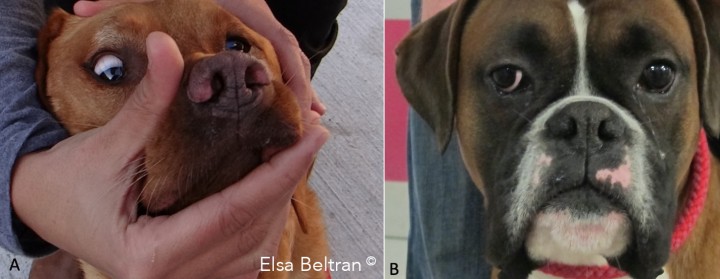 <p>(<strong>A</strong>) Estrabismo posicional en el ojo derecho en un labrador de 6 años. (<strong>B</strong>) Estrabismo fijo en el ojo derecho en un bóxer de 5 años. El estrabismo es una posición anormal del globo ocular en relación con la órbita. Existen principalmente dos tipos de estrabismo: estrabismo posicional o vestibular (A) y estrabismo fijo o neuromuscular (B). El estrabismo vestibular es un signo clínico de disfunción del sistema vestibular y se observa cuando la cabeza y el cuello están en extensión debido a la pérdida del tono antigravedad (estrabismo ventrolateral) (A). Con el estrabismo neuromuscular el globo ocular se fija en una posición desviada independientemente de la posición de la cabeza (B). El estrabismo neuromuscular puede deberse a la pérdida de inervación de los músculos extraoculares o a la miopatía de los músculos extraoculares. La dirección del estrabismo neuromuscular depende del nervio craneal o músculo extraocular afectado. La disfunción del nervio oculomotor (NC III) resulta en estrabismo dorsolateral (B); la disfunción del NC VI (abducente) da lugar a estrabismo medial, y la disfunción de NC IV (troclear) da lugar a la rotación del globo. El estrabismo neuromuscular puede ser causado por trastornos orbitarios o intracraneales que incluyen trastornos congénitos, inflamatorios, infecciosos, neoplasias y traumatismos. Con los trastornos intracraneales, el estrabismo neuromuscular generalmente se observa como parte del síndrome de la fosa craneal media (Elsa Beltran<sup>©</sup>).</p>