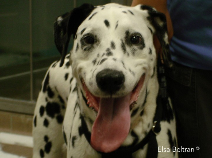 <p>Dálmata de 10 años hembra con atrofia unilateral del músculo de la lengua (lado derecho) y con desviación hacia la derecha de la lengua debido a una neuropatía del nervio craneal hipogloso (NC XII). El NC XII proporciona inervación motora a los músculos de la lengua. El núcleo se encuentra en la médula oblonga caudal y, por lo tanto, puede verse afectado por lesiones cervicales craneales. La función del NC XII puede evaluarse inspeccionando la lengua en busca de atrofia, asimetría o desviación hacia un lado. El tono se puede analizar estirando manualmente la lengua y observando la retracción voluntaria. El movimiento de la lengua se puede examinar aplicando pasta de alimento en la nariz y observando al animal lamiendo. Las lesiones que afectan al NC XII pueden dar lugar a problemas de aprensión, masticación y alteraciones en la deglución. Con lesiones unilaterales y agudas, la lengua tiende a desviarse hacia el lado contralateral. Con lesiones unilaterales y crónicas, la lengua sobresale hacia el lado de la lesión y se observa atrofia ipsilateral. Las fasciculaciones musculares pueden ser obvias en el lado afectado de la lengua denervada (Elsa Beltran<sup>©</sup>).</p>