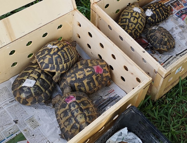 <p>Los individuos fueron identificados individualmente.</p>