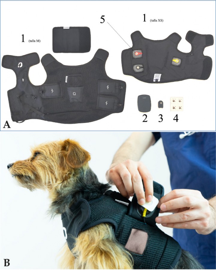 <p> (<strong>A</strong>) Componentes del equipo de monitorización multiparamétrica inalámbrica empleada en el estudio: arnés y extensor (1), receptor de bolsillo (2), sensor de temperatura (3), electrodos adhesivos (4), electrodos de botón (5). (<strong>B</strong>) Dispositivo colocado en un perro. Nótese la zona depilada justo en la ventana del electrodo escamoteable y el electrodo adhesivo colocado listo para acoplarse.</p>
