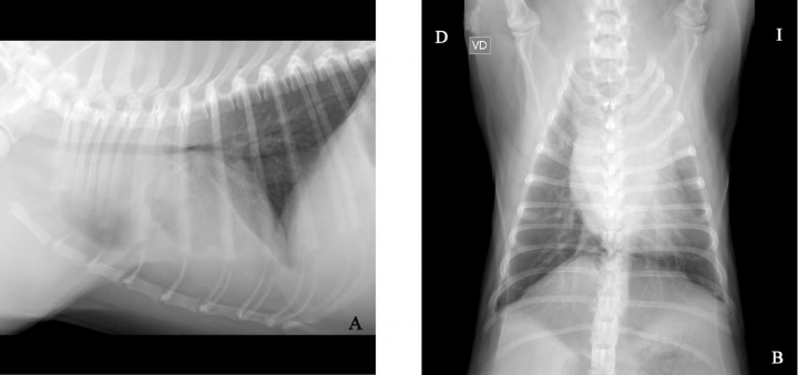 <p>Tórax en un perro carlino de 11 meses e historia de tos y disminución del apetito. (<strong>A</strong>) Proyección lateral derecha. (<strong>B</strong>) Proyección ventrodorsal.</p>