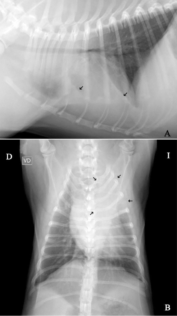 <p>(<strong>A</strong>) Proyección lateral derecha de tórax. Se aprecia la presencia de efusión pleural (flechas negras). (<strong>B</strong>) Proyección ventrodorsal. Se visualiza un incremento de la opacidad en la zona del lóbulo craneal izquierdo (flechas negras).</p>
