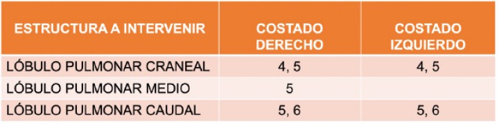 <p>Abordaje intercostal en función del lóbulo pulmonar afectado.</p>