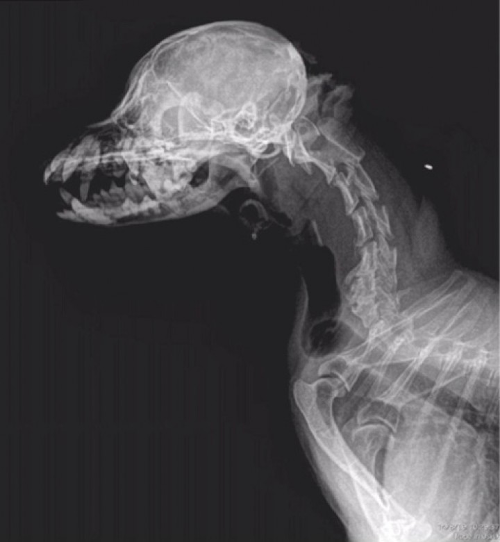 <p>Proyección latero-lateral derecha de la región cervical incluida la cabeza. Imagen cedida por la Clínica Veterinaria Azureus.</p>