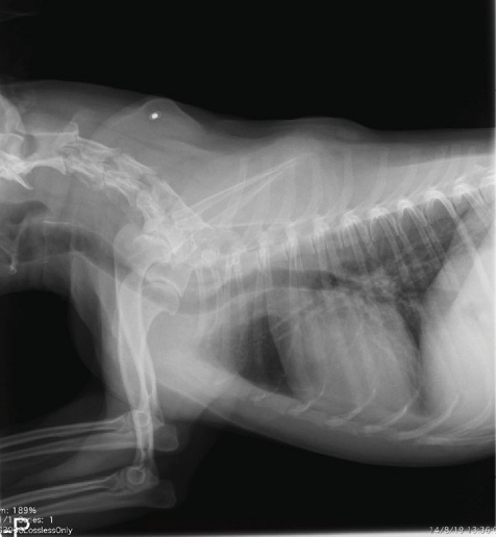 <p>Proyección latero-lateral derecha de tórax realizada en nuestro Hospital veterinario el día que llega de urgencia.</p>