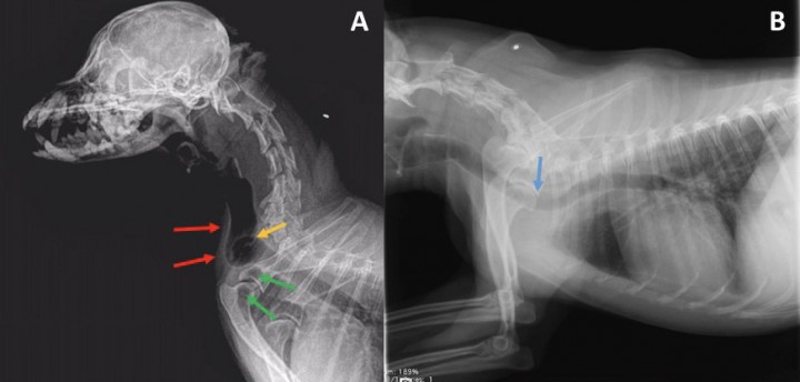 <p>Comparación de las radiografías de las Figs. 1 y 2. (<strong>A</strong>) Dilatación grave de la tráquea en su porción cervical asociada a una mala alineación de la misma a la entrada del tórax (flechas rojas). Se observa el lóbulo craneal izquierdo herniado (flechas verdes), así como la torsión de la tráquea extratorácica (flecha amarilla). (<strong>B</strong>) Se aprecia una leve reducción del calibre intraluminal traqueal a la entrada del tórax, así como un desplazamiento ventral de la tráquea en esta localización (flecha azul).</p>