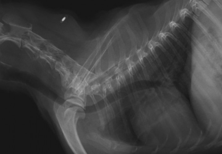 <p>Proyección latero-lateral derecha del tórax y la región cervical realizada a las 4 semanas tras el episodio inicial donde se observa una imagen traqueal compatible con la normalidad.</p>