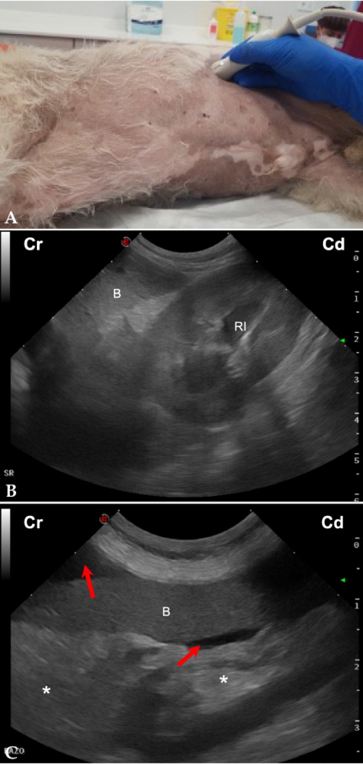 <p>(<strong>A</strong>) Posicionamiento de la sonda de ecografía para obtener la vista del flanco izquierdo. (<strong>B</strong>) Imagen ecográfica del área esplenorrenal (SR) de un perro sano, en la que se observa el bazo (B) y el riñón izquierdo (RI) en corte longitudinal. Cr: craneal; Cd: caudal. (<strong>C</strong>) Imagen ecográfica del área esplenorrenal (SR) de un perro con hemoabdomen, en la que se observa líquido libre anecogénico (flechas rojas) alrededor del bazo (B) y la grasa peritoneal ligeramente hiperecogénica (asteriscos). Cr: craneal; Cd: caudal.</p>