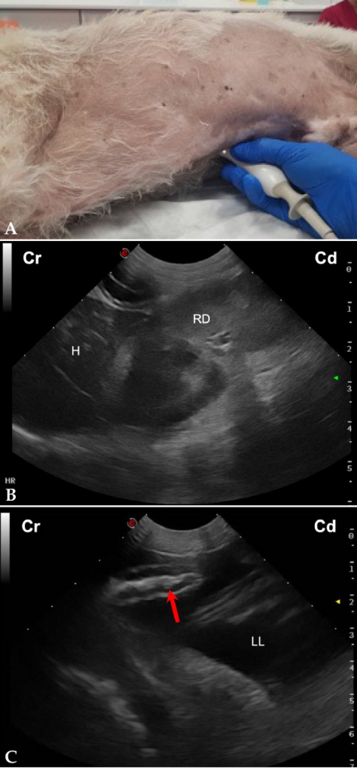 <div>
<div class=\"Basic-Text-Frame\">
<p>(<strong>A</strong>) Posicionamiento de la sonda de ecografía para obtener la vista del flanco derecho. (<strong>B</strong>) Imagen ecográfica del área hepatorrenal (HR) de un perro sano, en la que se observa el hígado (H) y el riñón derecho (RD) en corte longitudinal. Cr: craneal; Cd: caudal. (<strong>C</strong>) Imagen ecográfica de asas de intestino delgado obtenida de un perro con hemoabdomen durante la realización de la vista hepatorrenal, en la que se observa la presencia de moderada cantidad de líquido libre anecogénico (LL) entre las mismas, además de su corrugación (flecha roja). Cr: craneal; Cd: caudal.</p>
</div>
</div>

<div>
<div class=\"frame-2\"> </div>
</div>