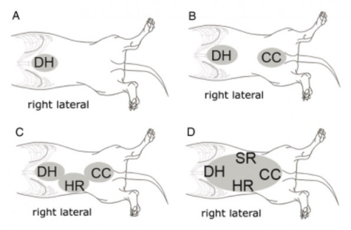 <p>Imagen extraída del artículo “Evaluation of an abdominal fluid scoring system determined using abdominal focused assessment with sonography for trauma in 101 dogs with motor vehicle trauma” publicado por Lisciandro <em>et al</em>. en la que se muestra el diagrama del sistema de puntuación mediante el AFS.</p>