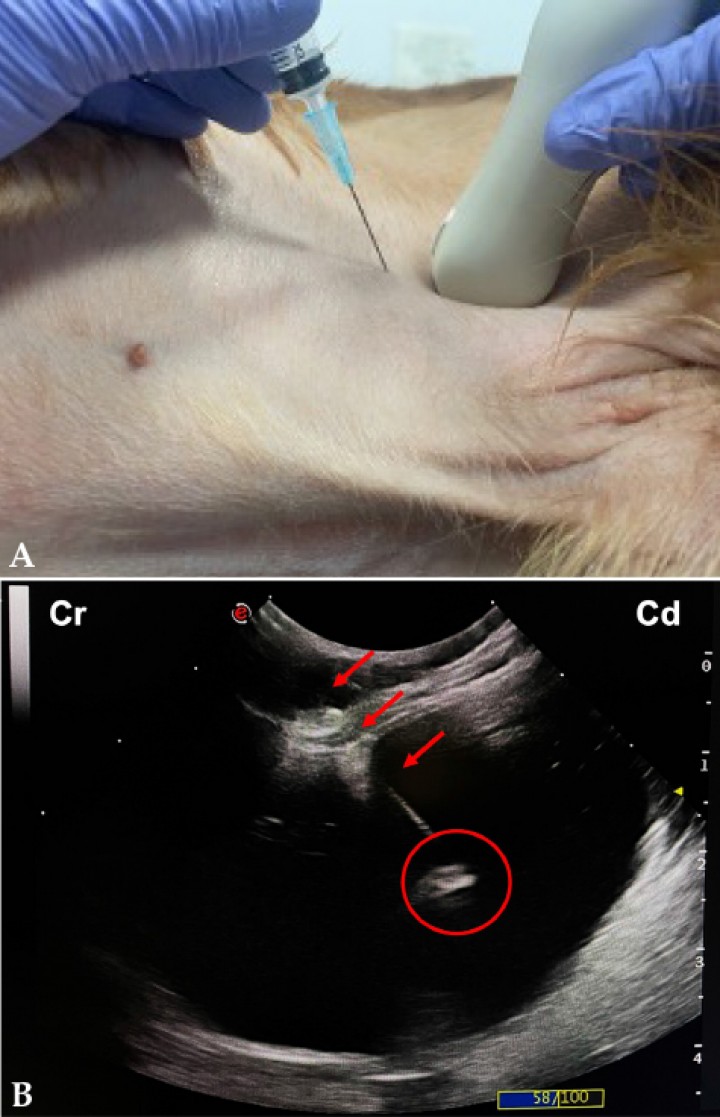 <p>(<strong>A</strong>) Imagen de acceso para toma de muestras por la parte craneal de la sonda ecográfica. (<strong>B</strong>) Imagen ecográfica de toma de muestra, donde se aprecia el trayecto de inserción de la aguja (flechas) y el extremo de la misma (círculo). Cr: craneal; Cd: caudal.</p>