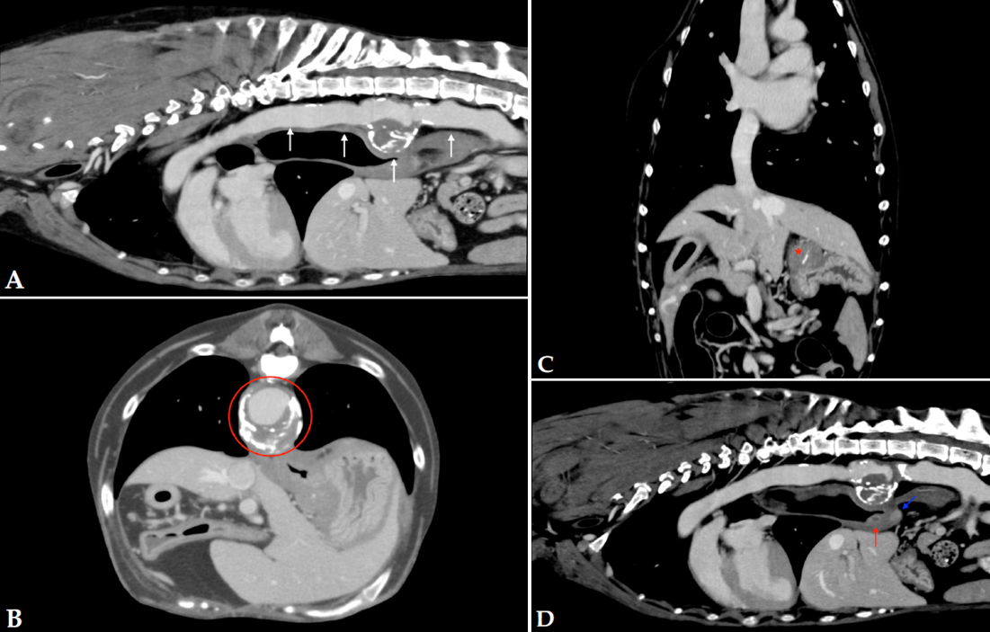 Imágenes de TC de tórax en ventana tejido blando postcontraste. (A, D) Plano sagital. (B) Plano transversal. (C) Plano dorsal. Se observa dilatación de la aorta caudal y abdominal (flechas blancas) y dilatación circunferencial con halo hipoatenuante a nivel de T11 (área delimitada en rojo). Masa intramural craneomedial al fundus gástrico con mineralización distrófica (asterisco rojo). Lesión nodular localizada caudal y medial al cardias (flecha azul) y otra en la pared medial del esófago, craneal al hiato esofágico (flecha roja).