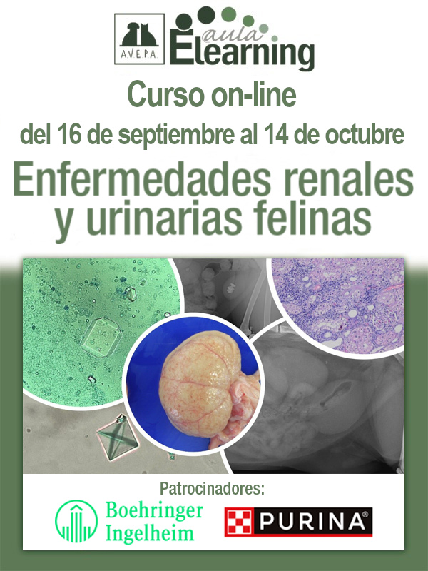 Curso Enfermedades renales 2026