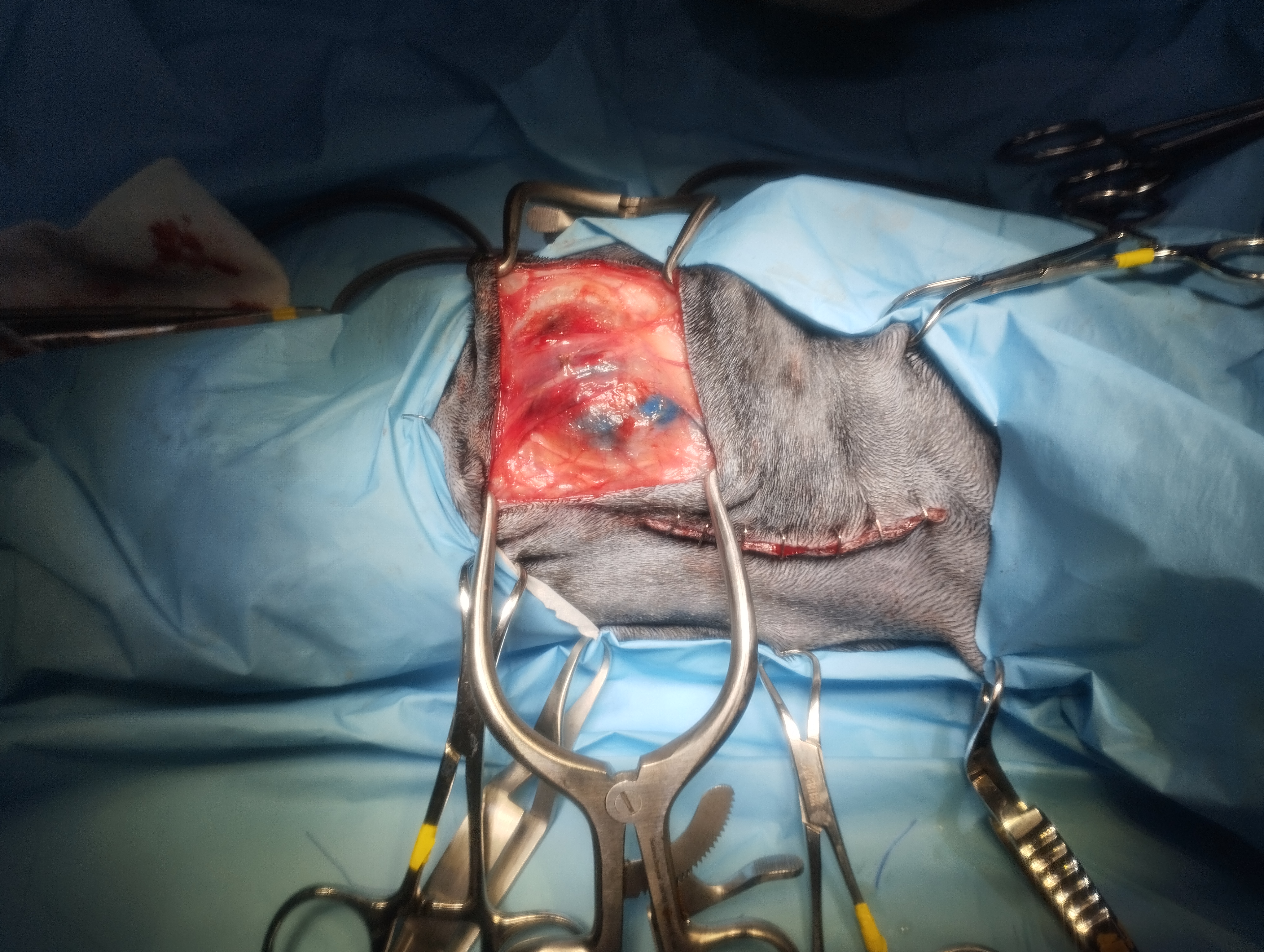 Abordaje dorsoventral, craneal a la glándula parótida.