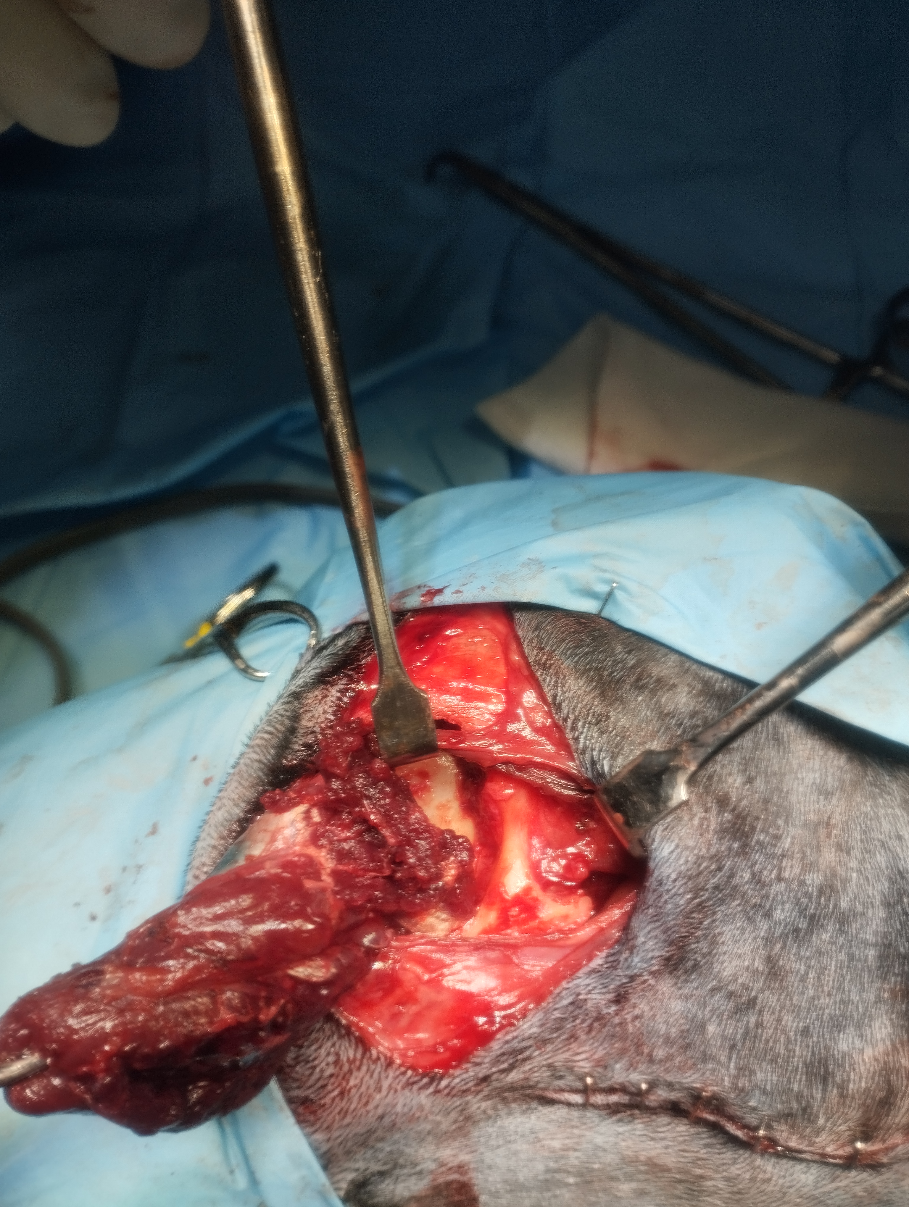 Liberación del músculo masetero en zona dorsal, caudal y ventral.