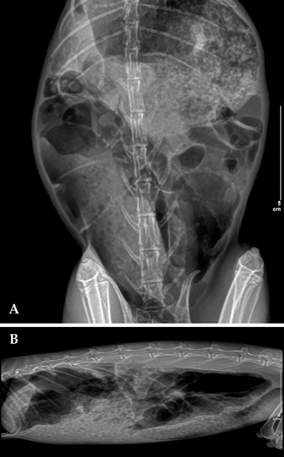 (<b>A</b>) Radiografía ventrodorsal (VD) de abdomen. (<b>B</b>) Radiografía latero-lateral derecha (LL) de abdomen.