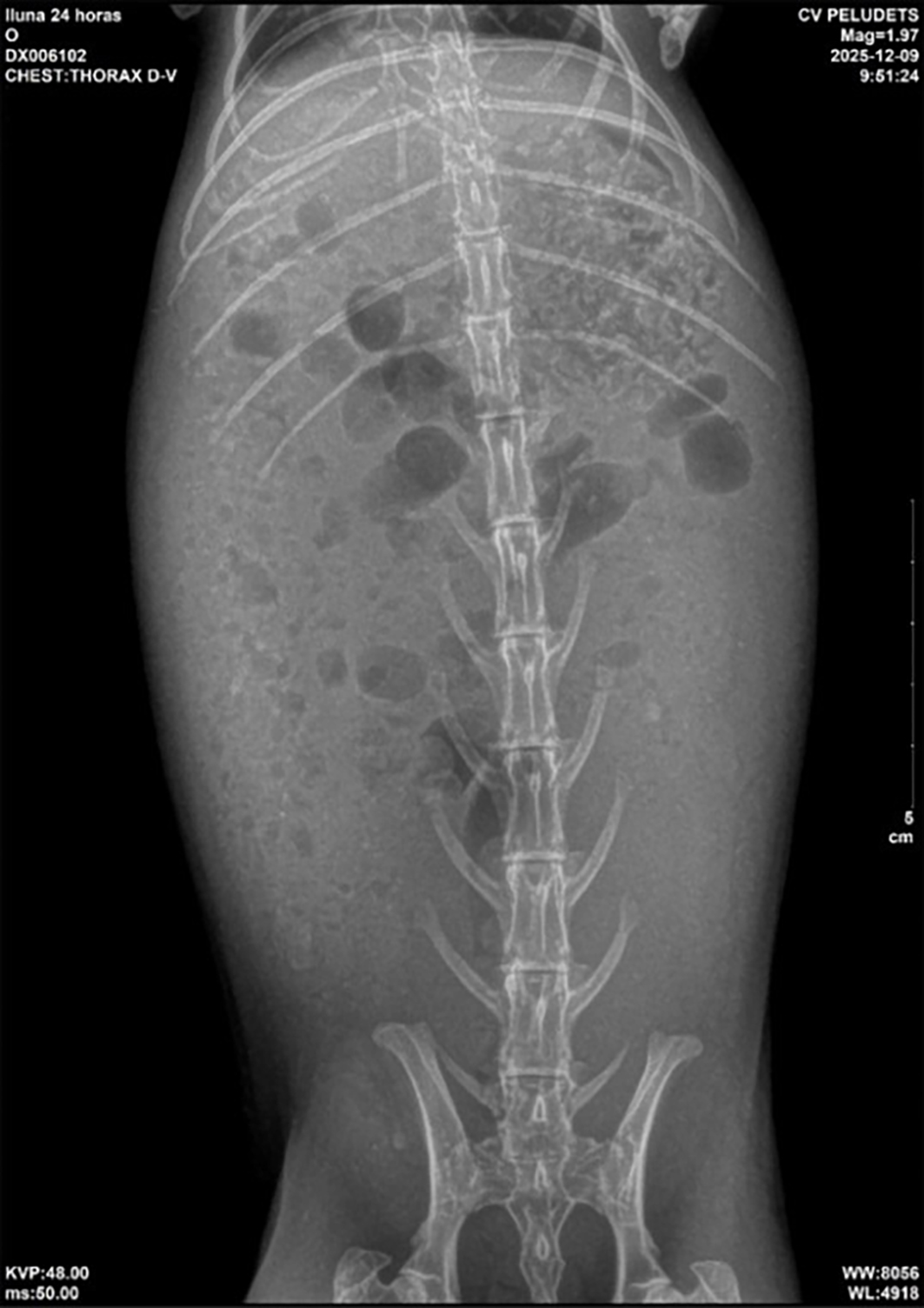 Radiografía ventrodorsal de abdomen a las 24 horas.