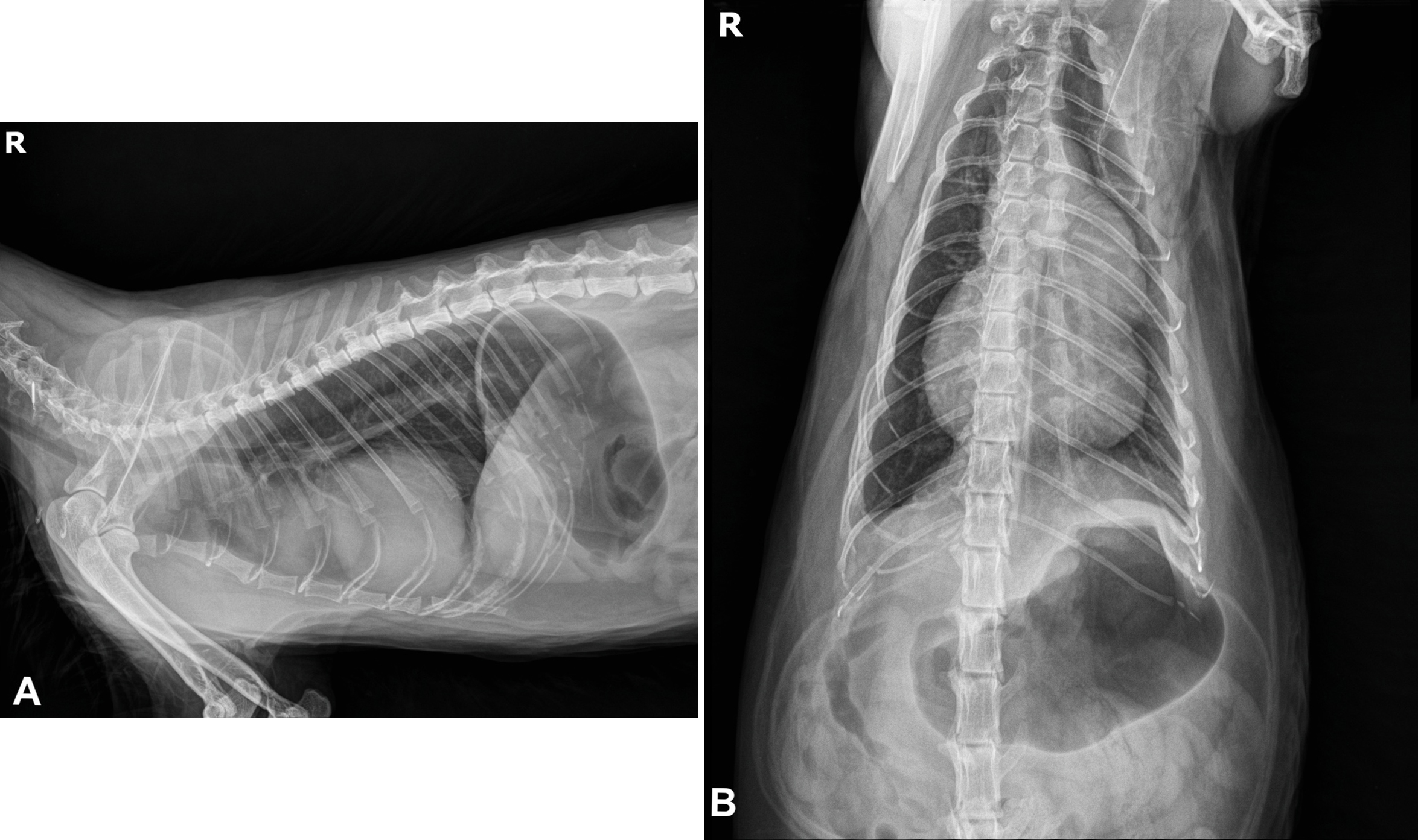 (<b>A</b>) Radiografía lateral derecha de tórax. (<b>B</b>) Radiografía ventrodorsal de tórax.