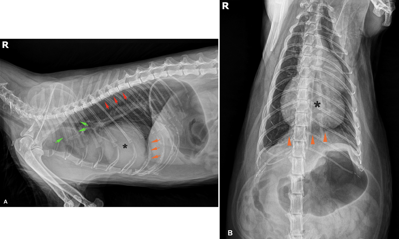 Mismas imágenes que Figura 1. (<b>A</b>) Radiografía lateral derecha de tórax. Asterisco: efecto masa; flechas verdes: cayado aórtico; flechas rojas: neoformaciones óseas vertebrales; flechas naranjas: defecto diafragmático. (<b>B</b>) Radiografía ventrodorsal de tórax. Asterisco: efecto masa; flechas naranjas: defecto diafragmático.