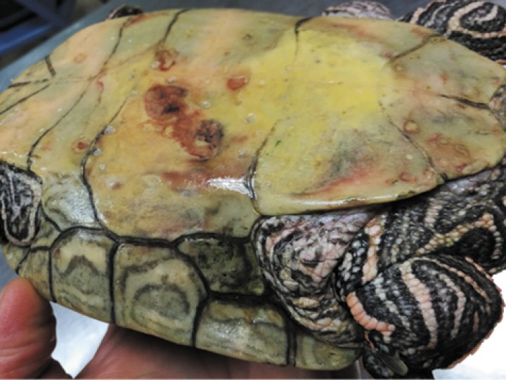 Eritema y úlceras en plastrón causadas por <i>Delftia</i> acidovorans en <i>Graptemys pseudogeographica.</i>