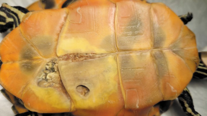 Úlceras en plastrón y osteomielitis causadas por <i>Aeromonas hydrophila </i>en <i>Trachemys scripta.</i>