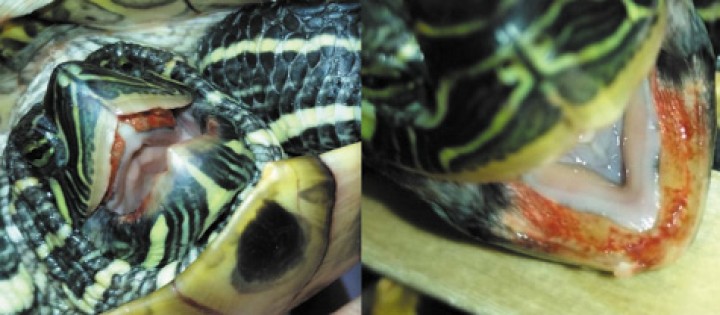 Petequias en mucosa oral causadas por <i>Pseudomonas fluorescens</i> en <i>Trachemys scripta.</i>