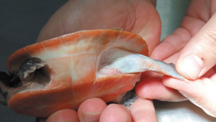 Petequias en piel causadas por <i>Moraxella osloensis </i>en <i>Emydura subglobosa.</i>